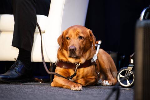 A golden-furred service dog sits on the stage in their harness. They are staring out at the audience