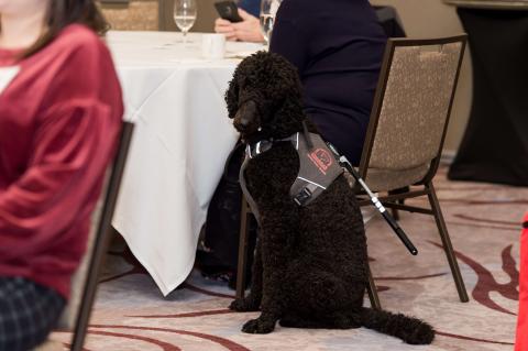 A black service dog with curly fur and a vest sits beside a table.